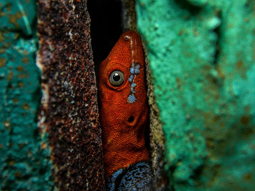 Gonatodes albogularis, an elusive lowland gecko, hiding in a door frame at the Río Claro Nature Reserve in Colombia.
