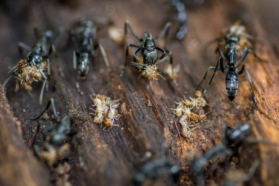Matabele ants (Megaponera analis), known for hunting termites.