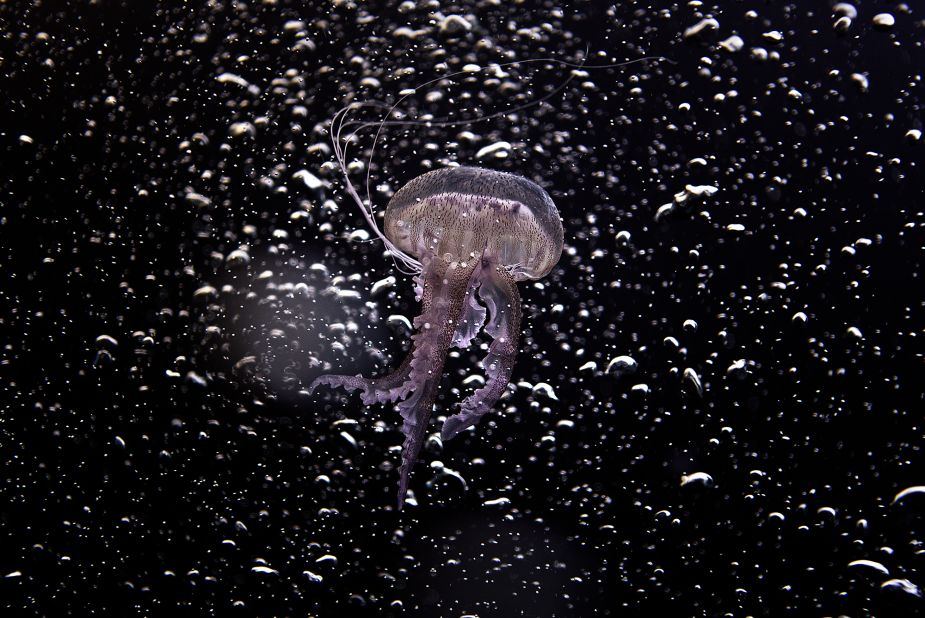 An underwater shot of a pink jellyfish.
