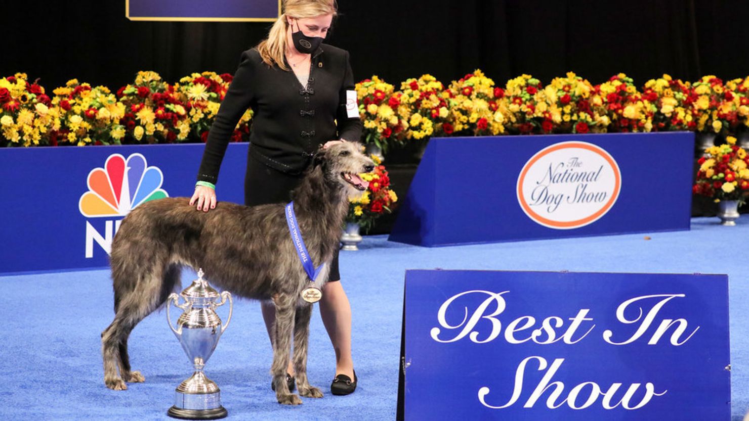 At the 2020 National Dog Show, Claire the Scottish Deerhound won Best In Show, with her handler Angela Lloyd.