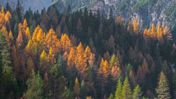 European larch trees (Larix decidua) and spruces in coniferous woodland on mountain slope showing autumn colours in the fall. (Photo by: Philippe Clement/Arterra/Universal Images Group via Getty Images)