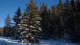 A huge pine tree sits in Dixie National Forest. Several families are taking to cutting their own Christmas tree down as compared to picking one up off the lot.

Cc Stgxmas Tree Cutting 1212 01