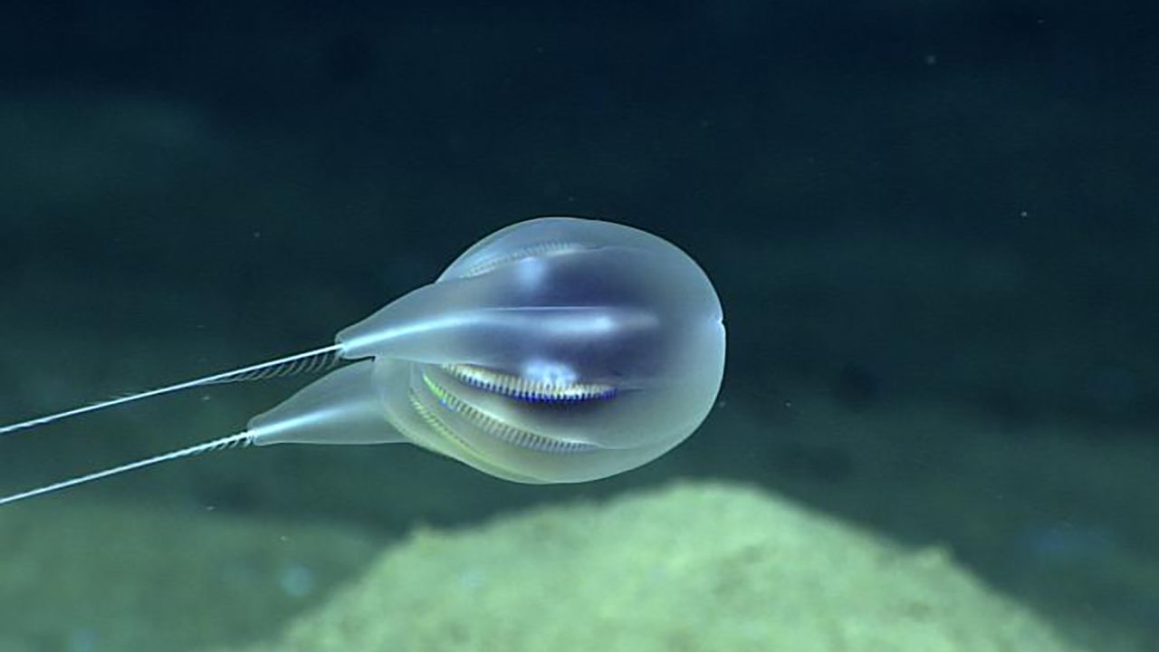 This type of comb jelly, or ctenophore, was first seen during a 2015 underwater expedition by a NOAA research team.
