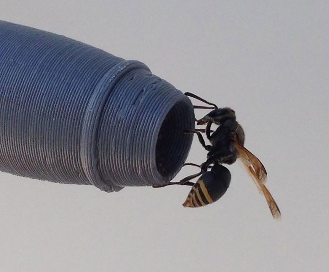 A keyhole wasp perches on a 3D-printed De Havilland Dash-8 pitot probe. 