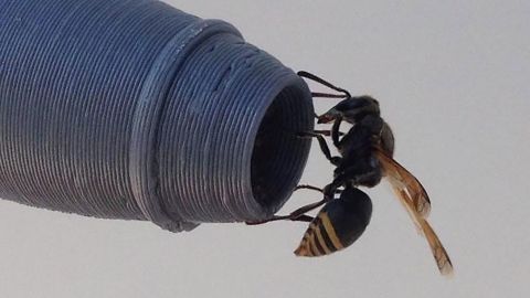 A keyhole wasp perches on a 3D-printed De Havilland Dash-8 pitot probe. 