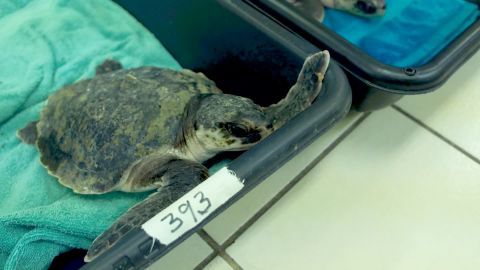 01 endangered sea turtles