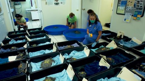 40 young turtles were taken to get warmed up and cared for before hopefully being released back into the wild. 