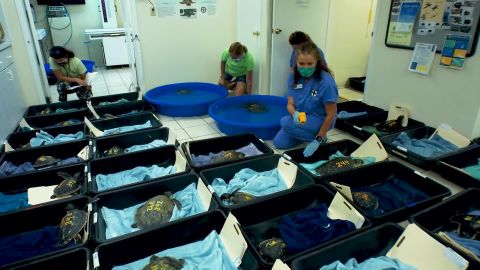 40 young turtles were taken to get warmed up and cared for before hopefully being released back into the wild.