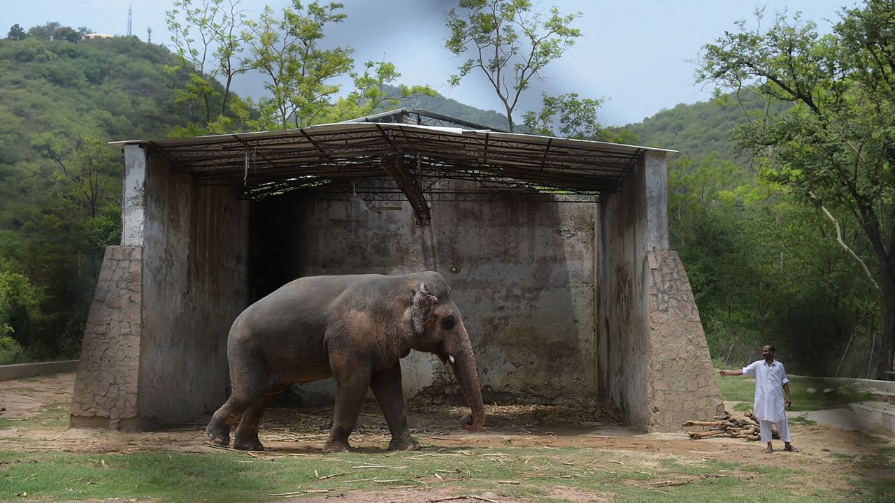 Kaavan at the Marghazar Zoo in Islamabad on June 30, 2016.