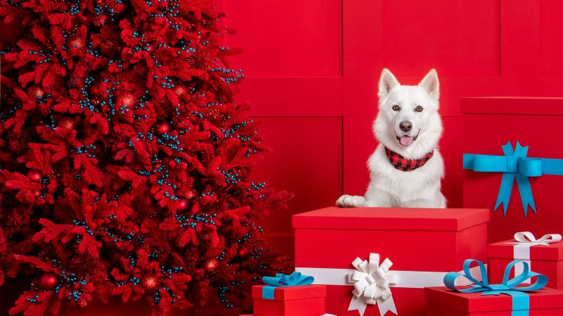 petsmart christmas cookies