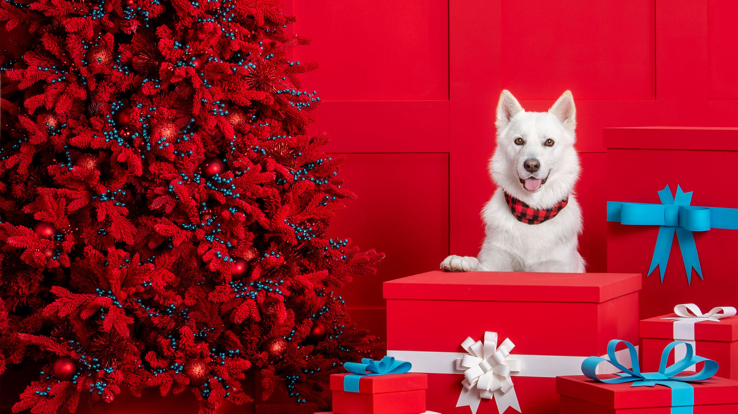 does petsmart keep dogs overnight