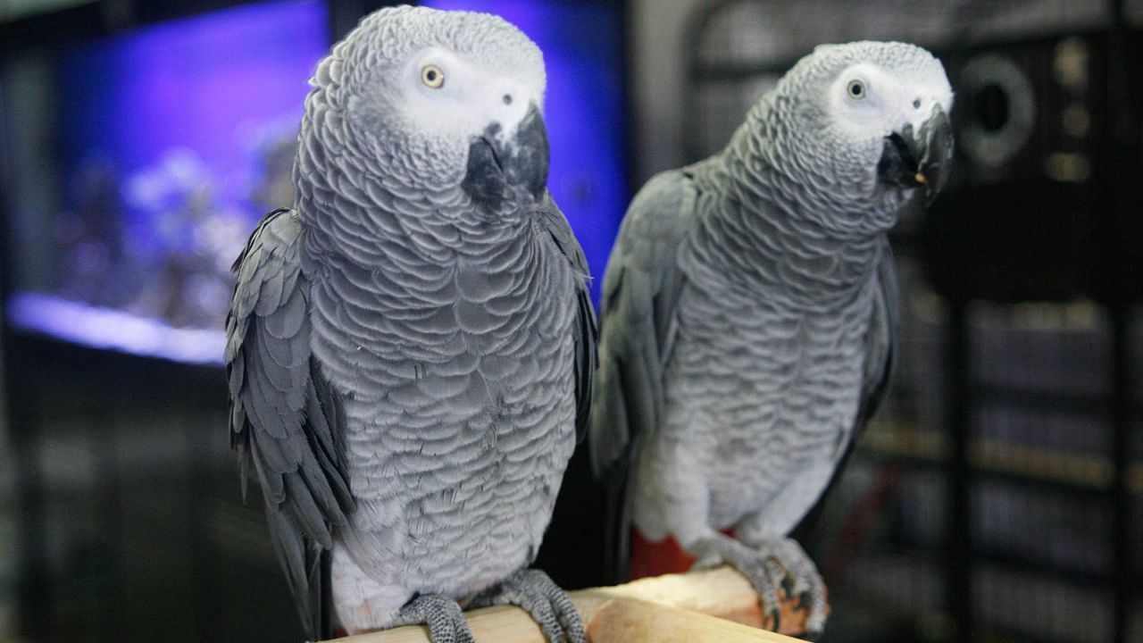 <strong>Polyglot parrots:</strong> African grey parrots are currently receiving daily language lessons, in preparation for addressing guests when their hotel home, Portofino, opens next June. For now the avian ambassadors are learning English, but European and Arabic greetings are on the schedule.