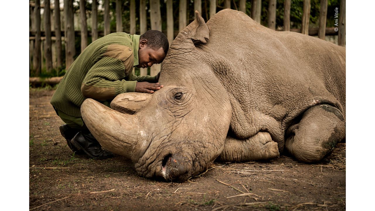 Joseph Wachira comforts Sudan, the last male northern white rhino left on the planet, moments before he passed away at Ol Pejeta Wildlife Conservancy in northern Kenya. 