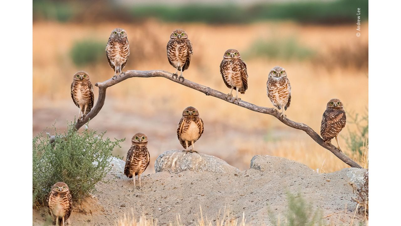Capturing a family portrait of mum, dad and their eight chicks proved tricky for Andrew Lee -- the burrowing owls never got together to pose as a perfect 10.  After many days of waiting, and when dad was out of sight, mum and her brood suddenly turned wide-eyed to glance in his direction -- the first time he had seen them all together.
