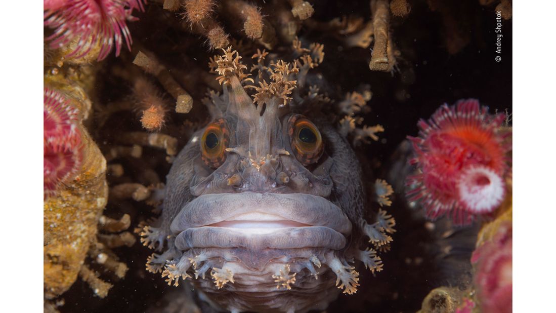 This Japanese warbonnet was photographed in the north of the Gulf of Oprichnik in the Sea of Japan. These unusual fish lead a territorial lifestyle among the stones and rocks of shallow coastal waters. They use their sharp-edged jaws to snap off sea cucumbers and gastropods. 
