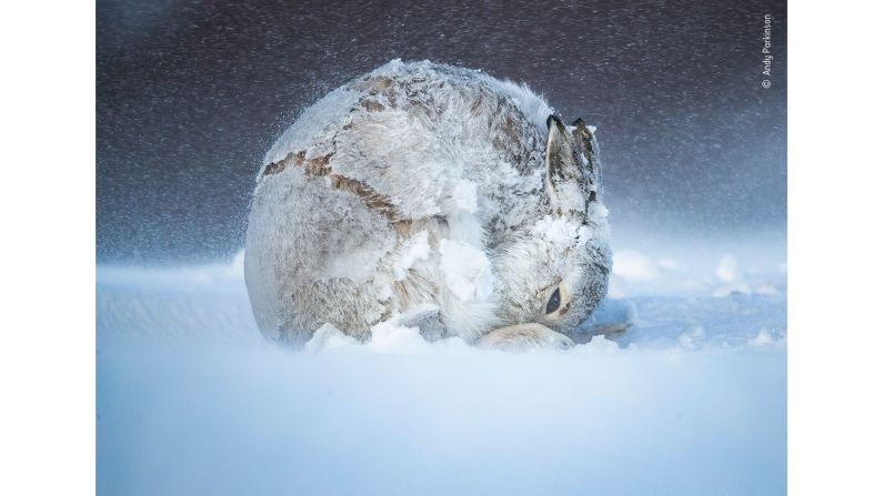 Andy Parkinson spent five weeks watching the mountain hares near Tomatin in the Scottish Highlands, waiting patiently for any movement -- a stretch, a yawn or a shake.