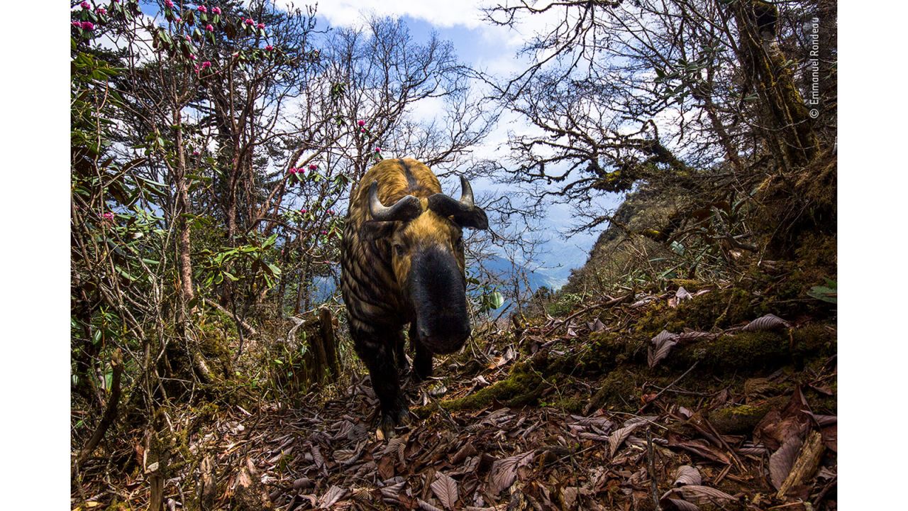 On assignment for WWF UK, Emmanuel Rondeau's brief was to photograph the elusive wildlife of the Bhutanese mountains. Surprised to find a rhododendron at an altitude of 3,500 meters (about 11,500 feet), he installed a camera trap. Returning weeks later, he was amazed to find a head-on picture of a takin.