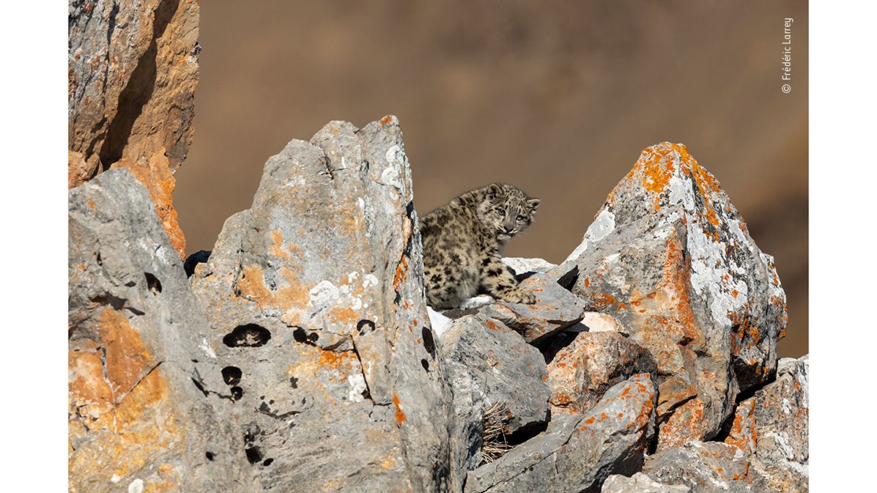 When this six-month-old snow leopard cub wasn't following its mother and copying her movements, it sought protection among the rocks. 