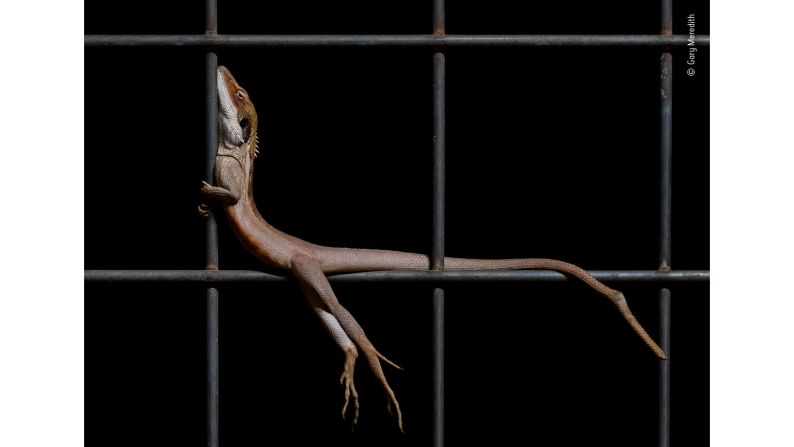 The Great Sandy Desert in Western Australia is home to a wide variety of wildlife, which exists alongside man-made mining operations. A long-nosed dragon pictured making use of human structures.