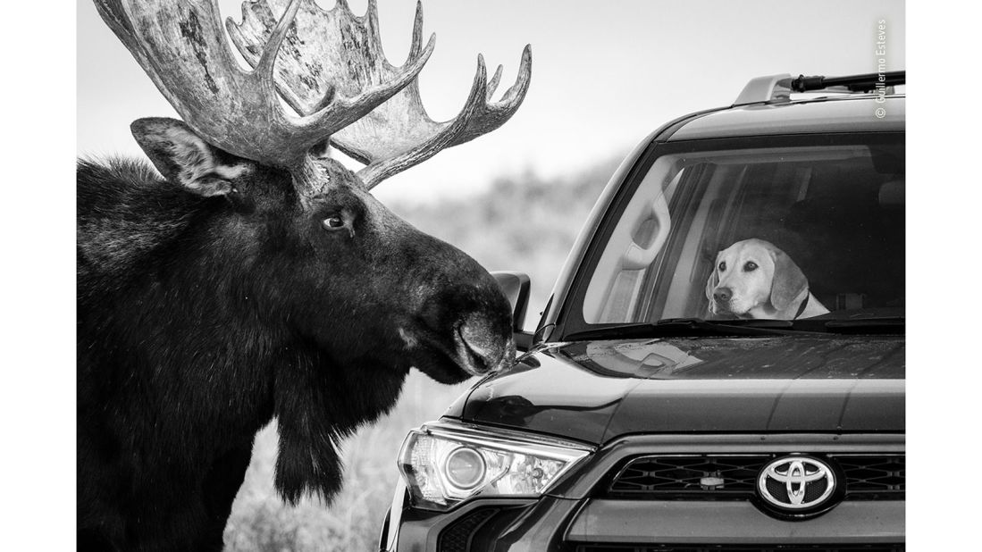 Guillermo Esteves was photographing moose on the side of the road at Antelope Flats in Grand Teton National Park, Wyoming, US, when this large bull took an interest in the furry visitor.