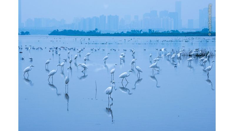 Joseph Dominic Anthony formed the idea for this photograph in 2016 on a visit to Mai Po Nature Reserve in Hong Kong. Taken within the Frontier Closed Area on the Chinese border, strictly timed access rules meant years of studying tide tables and waiting for the perfect weather. 