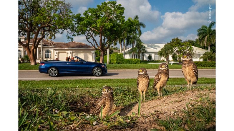 Located a short ride from the Florida Everglades, US, Marco Island is the largest and only developed land in Florida's Ten Thousand Barrier Islands. This Gulf Coast retreat offers luxury resorts, beautiful beaches, multimillion-dollar neighborhoods and, surprisingly, a thriving community of Florida burrowing owls, in this image captured by Karine Aigner. 