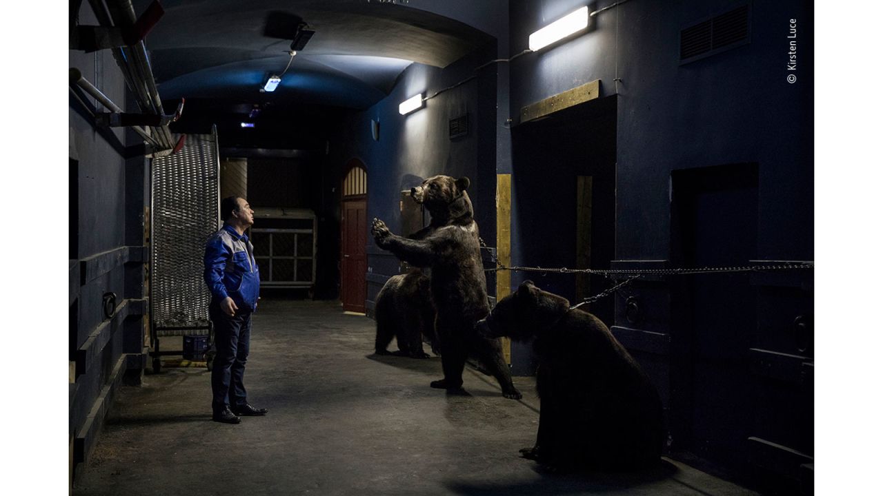 At the Saint Petersburg State Circus, a bear trainer performs his daily act with three Siberian brown bears.