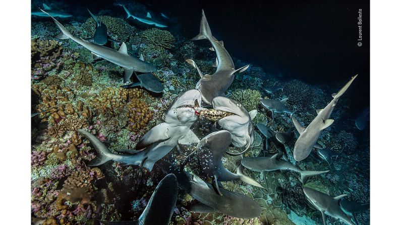 Scraps of grouper flesh fall from the jaws of two gray reef sharks as they tear the fish apart, pictured at Fakarava Atoll, French Polynesia.