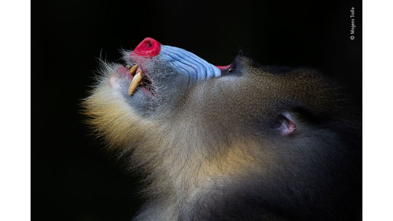Of all the different primate species Mogens Trolle has photographed, the mandrill has proved the most difficult to reach, preferring to hide in tropical forests in remote parts of Central Africa. This made the experience of sitting next to this impressive alpha, as he observed his troop above, even more special. 