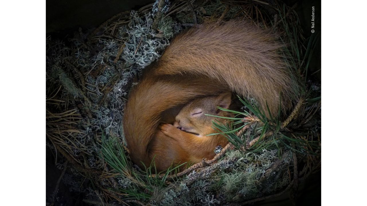 As the weather grew colder, two Eurasian red squirrels (only one is clearly visible) found comfort and warmth in a box Neil Anderson had put up in one of the pine trees near his home in the Scottish Highlands.