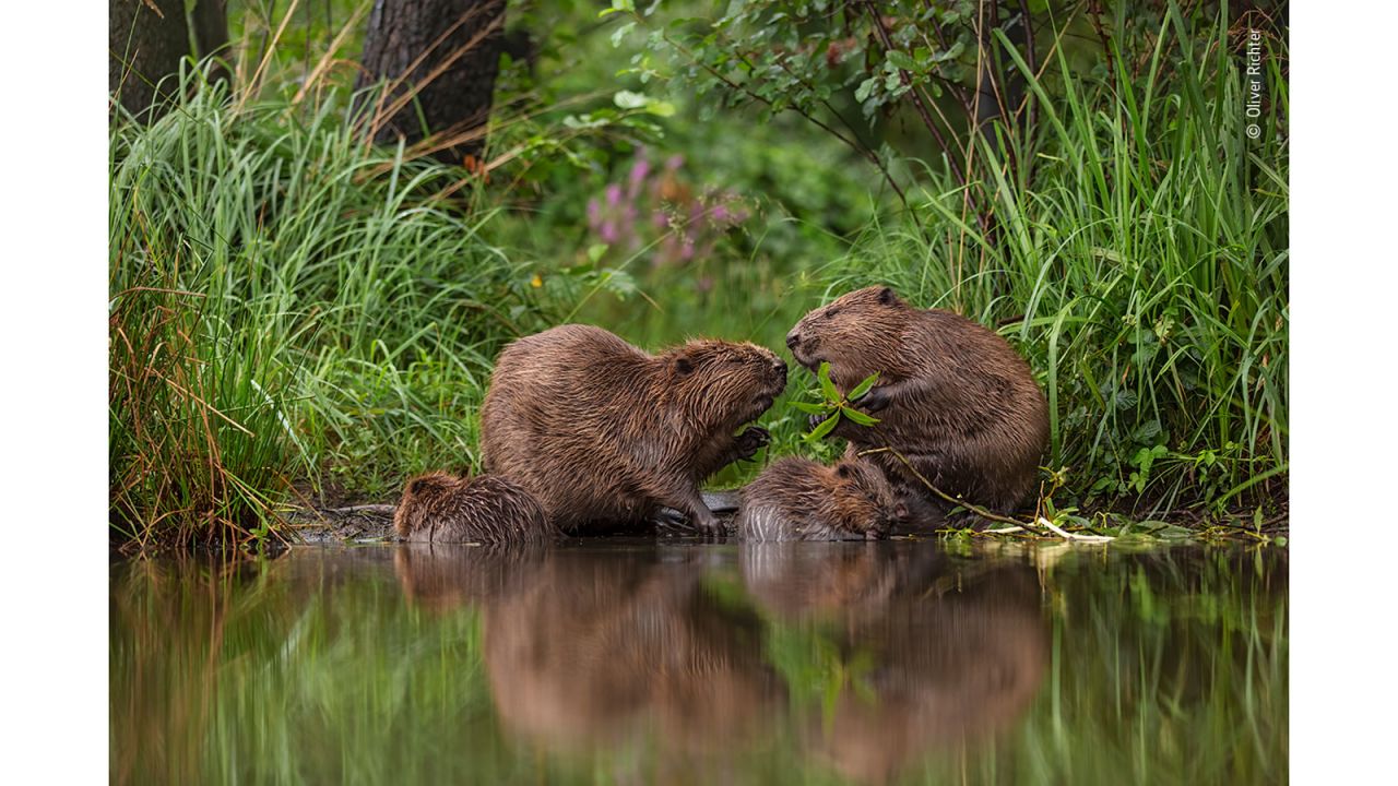 Oliver Richter has observed the European beavers near his home in Grimma, Saxony, Germany, for many years. This family portrait is at the beavers' favorite feeding place.