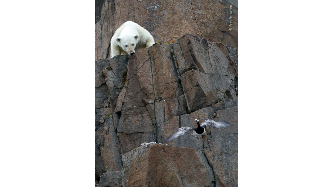 While on a photography trip to the Norwegian archipelago, Svalbard, photographer Petri Pietiläinen had hoped to see polar bears. This one was spotted making its way towards  birds nesting on a steep cliff.