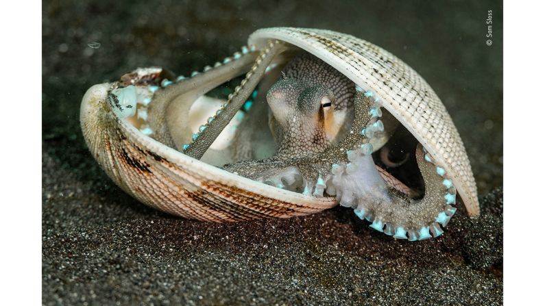 This coconut octopus was spotted walking around the black sand of the Lembeh Strait, Indonesia.