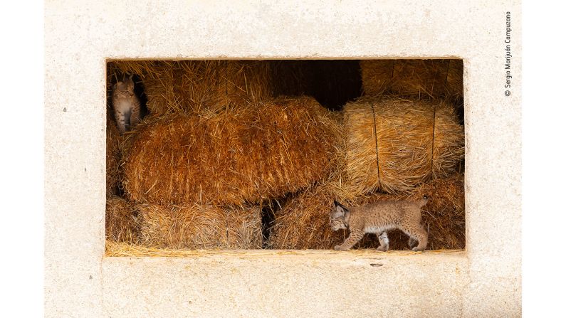 Two Iberian lynx kittens, Quijote and Queen, play in the abandoned hayloft where they were born. 