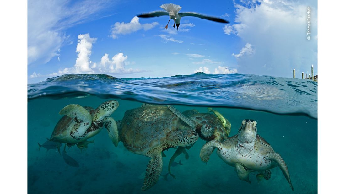 Although green sea turtles are classified as endangered, at locations like Little Farmer's Cay in the Bahamas they can be observed with ease.