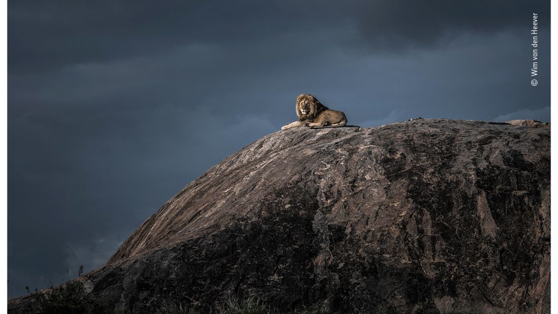 As Wim van den Heever watched this huge male lion lying on top of a large granite rock, a cold wind picked up and blew across the vast open plains of the Serengeti, Tanzania.