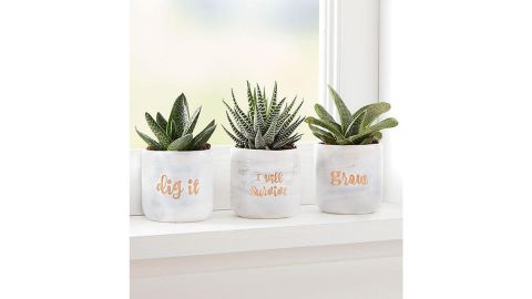 Plant of the Month Subscription