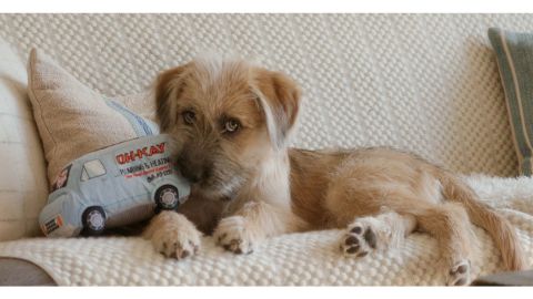 BarkBox Subscription
