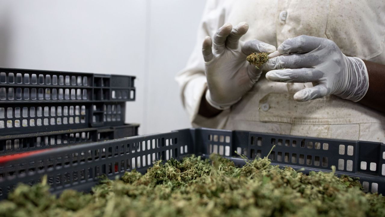 A factory worker processes cannabis flowers to make them ready for export on November 10 in Kasese, Uganda.