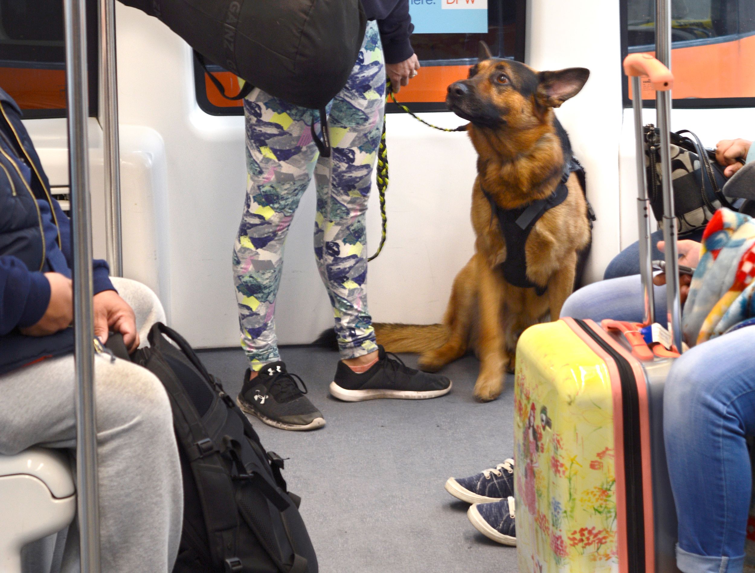 Can Therapy Dogs Go On Planes