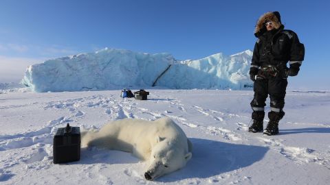 A sedated polar bear awaits testing and tracking by the Norwegian Polar Institute.