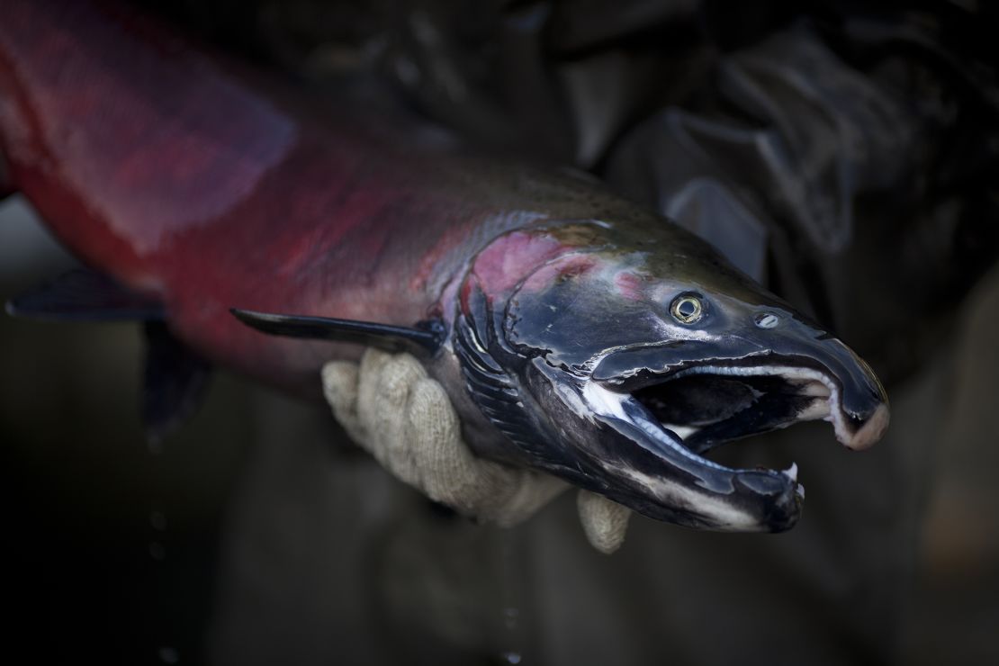 In the mass die-off events that have occurred in streams along the West Coast, anywhere from 40% to 90% of the salmon present have perished.
