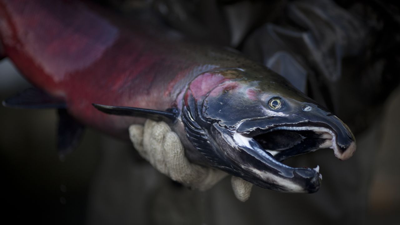 In the mass die-off events that have occurred in streams along the West Coast, anywhere from 40% to 90% of the salmon present have perished.