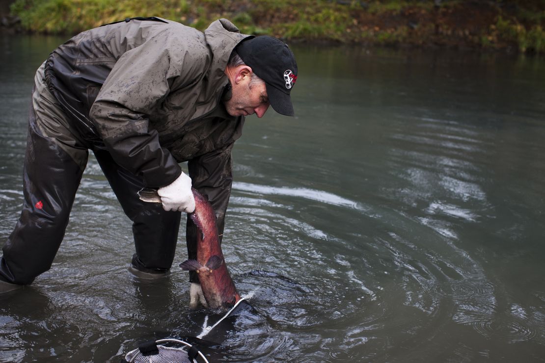 A coho salmon is pulled from the water to be tagged by a habitat manager in Washington state. Scientists have been investigating the mass die-offs of these fish for years. 