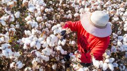 HAMI, CHINA - OCTOBER 09: A farmer harvests cotton in a field on October 10, 2020 in Hami, Xinjiang Uygur Autonomous Region of China. (Photo by Pulati Niyazi/VCG via Getty Images)