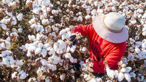 A farmer harvests cotton on October 10, 2020, in Hami, Xinjiang Uygur Autonomous Region of China.