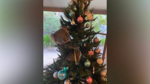 AMANDA MCCORMICK / CATERS NEWS - (PICTURED A KOALA IN A CHRISTMAS TREE) An adorable festive koala had broken into an unsuspecting couple's home and set up camp in their Christmas tree. Jeremy and Amanda McCormick, 44, got the shock of their lives after returning to their home in Adelaide, South Australia, to find a very cute koala happily perched in their Christmas tree. The couple discovered the iconic Aussie animal yesterday [2 DEC] after returning home from work. Their adorable visitor was then taken outside by a koala rescue team and is now happily back outside chewing on gum leaves. SEE CATERS COPY
