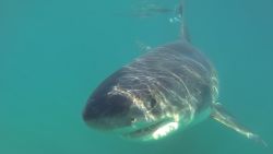 white shark call to earth video