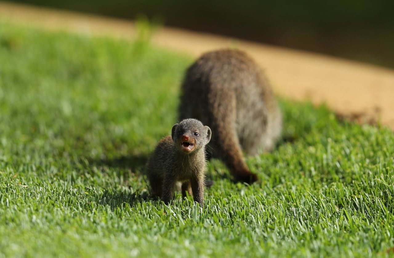 Mongooses are seen at a golf tournament in Sun City, South Africa, on Thursday, December 3.