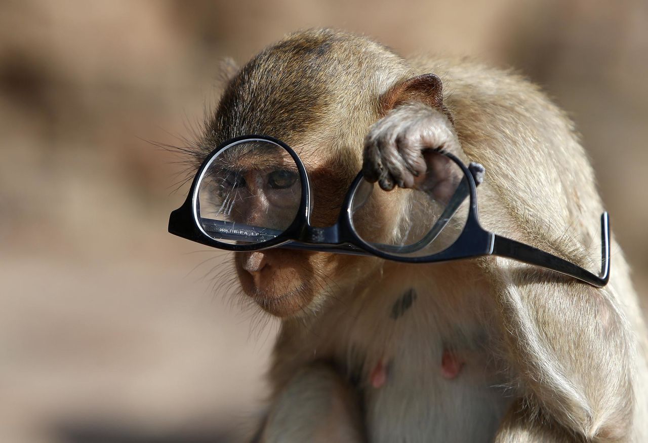 A monkey looks through glasses Sunday, November 29, during the Monkey Party Festival at the Phra Prang Sam Yot temple in Thailand's Lopburi province.